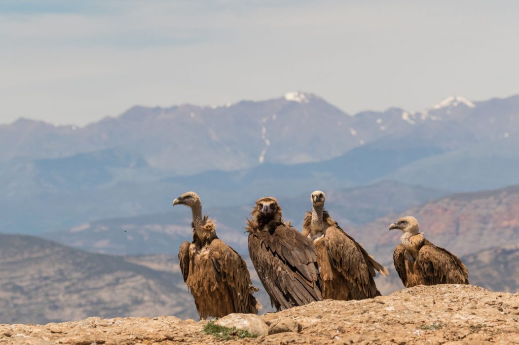 How do vultures contribute to our environment griffon cinereous