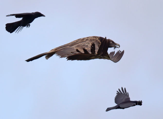 One of the last photos of Bearded Vulture “Vigo” taken in the UK © Peter Alan Coe

