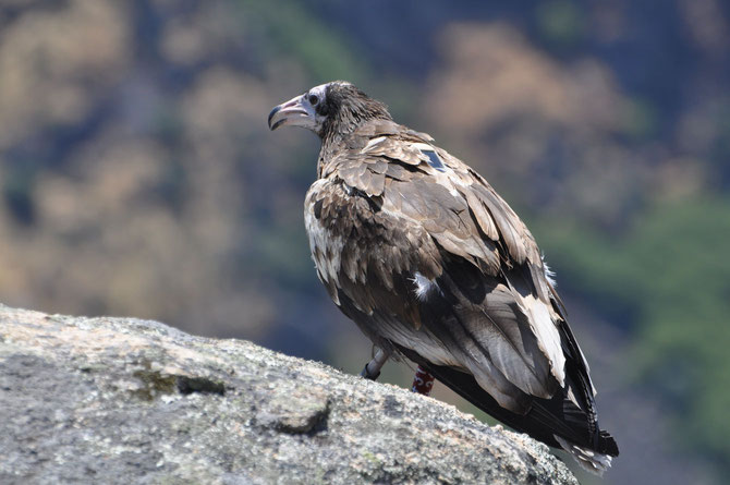Egyptian Vulture Fangueiro after release @ VCF