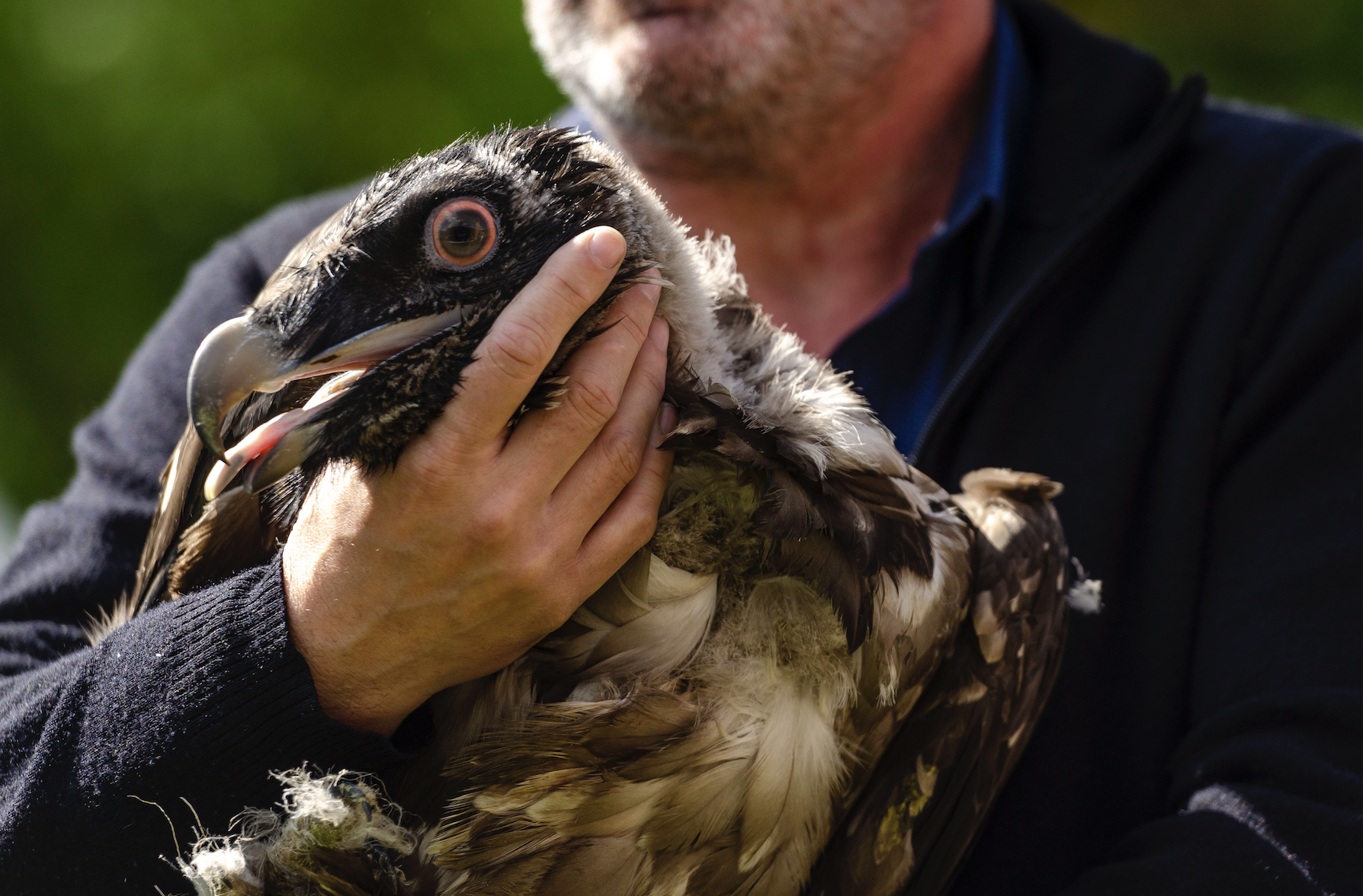 The First Bearded Vulture releases of 2022 already took place
