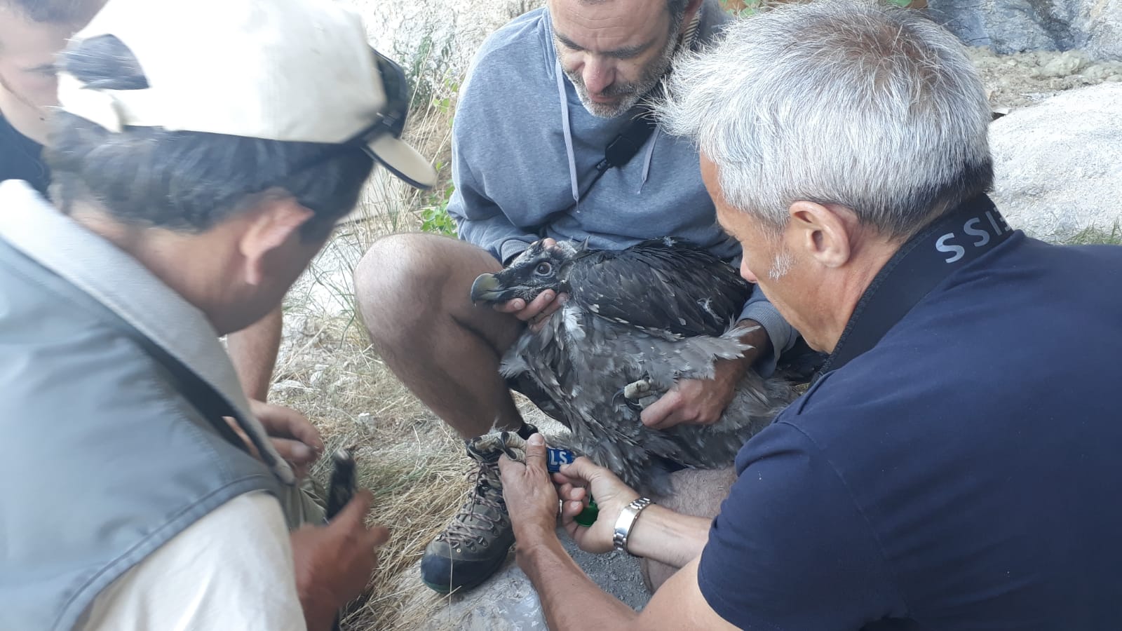 Two captive-bred Bearded Vultures released into the wild in Baronnies, France