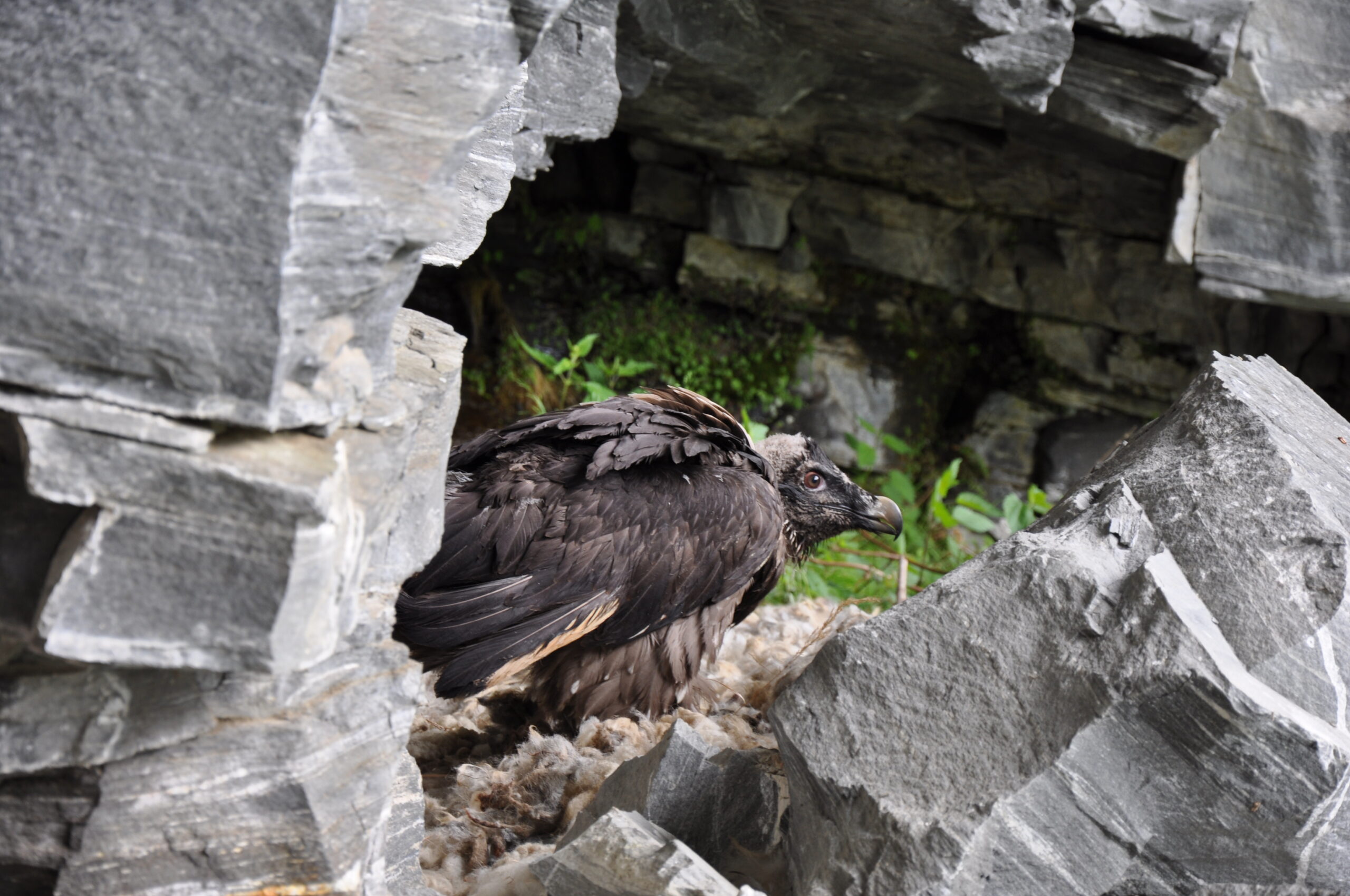 A Bearded Vulture nestling © Nationalpark Hohe Tauern
