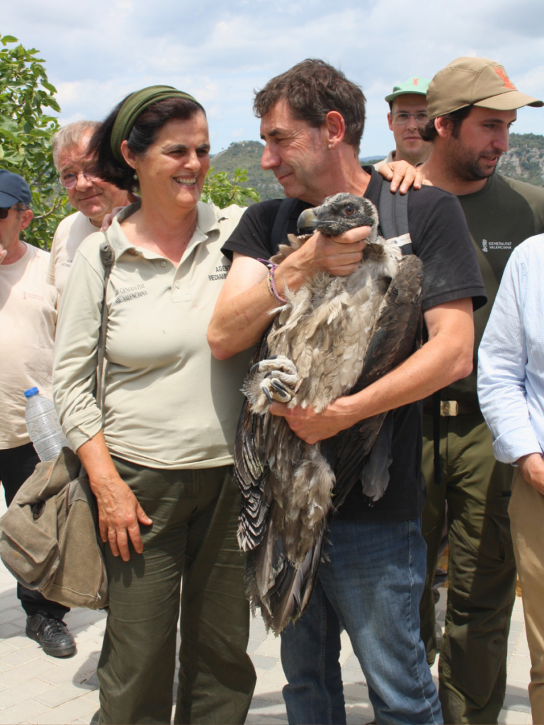 Bearded Vulture release Maestrazgo