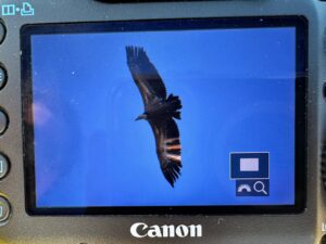 WhatsApp Image 2024-11-16 at 10.24.23 A picture of a griffon vulture in flight