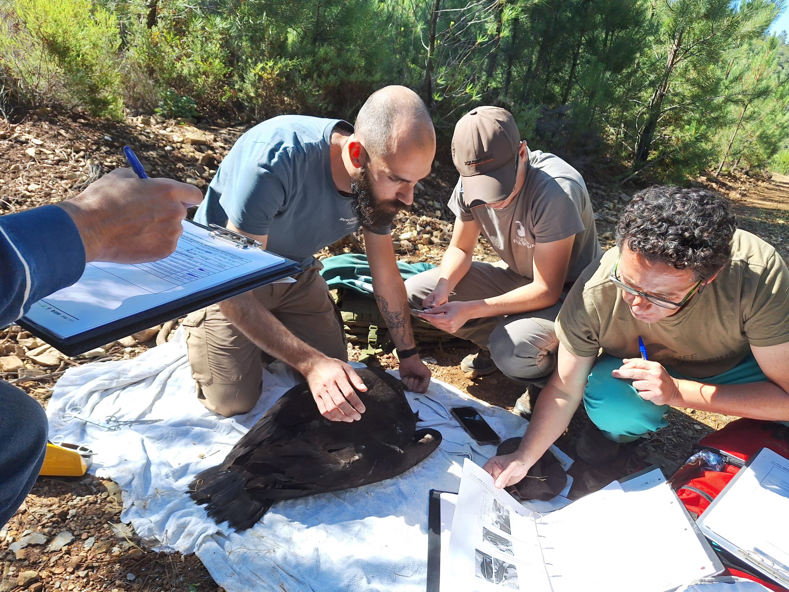 Marking a Cinereous Vulture chick in the Serra da Malcata. © Dora Oliveira/ICNF