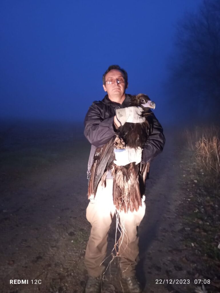 A man holding a Cinereous Vulture after rescuing it during the night