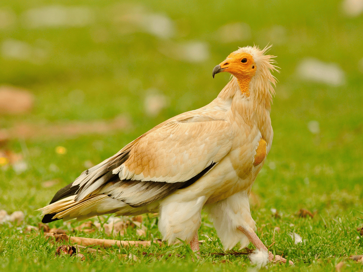 egyptian vulture bruno berthemy
