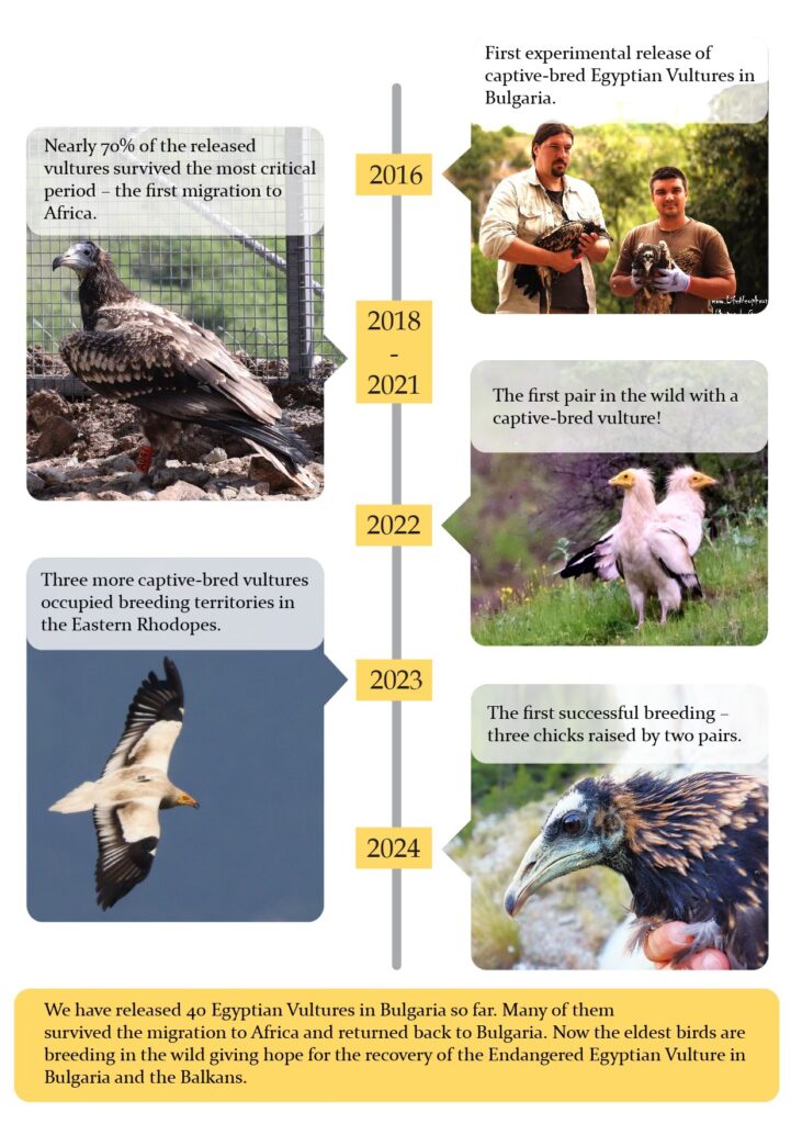 Timeline of the Egyptian Vulture reinforcement project © BSPB/BirdLife Bulgaria